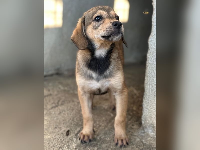 Lotte, geb. ca. 05/2026, lebt in GRIECHENLAND, im städt. Tierheim Serres