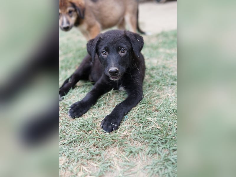 Lillia, geb. ca. 05/2024, lebt in GRIECHENLAND, auf einer privaten Pflegestelle