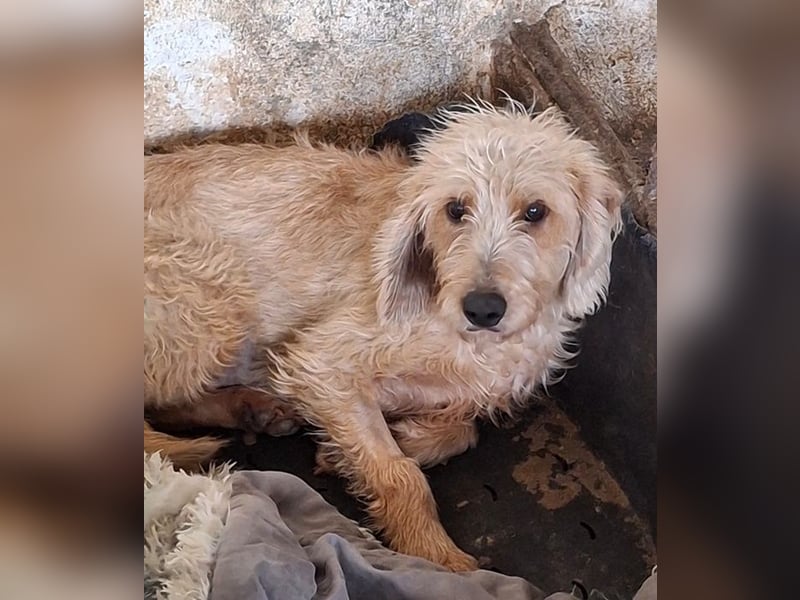 Wasabi, geb. ca. 05/2025, lebt in GRIECHENLAND, auf einer privaten Pflegestelle