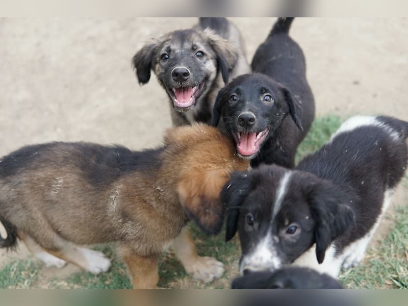 Lillia, geb. ca. 05/2024, lebt in GRIECHENLAND, auf einer privaten Pflegestelle