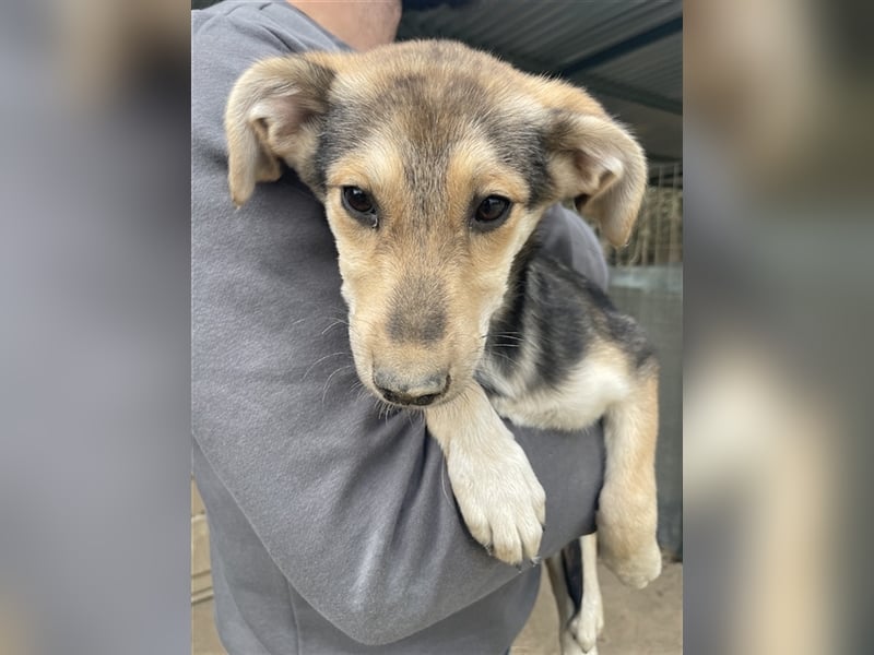 Atlanta, geb. ca. 07/2023, lebt in GRIECHENLAND, auf einer privaten Pflegestelle