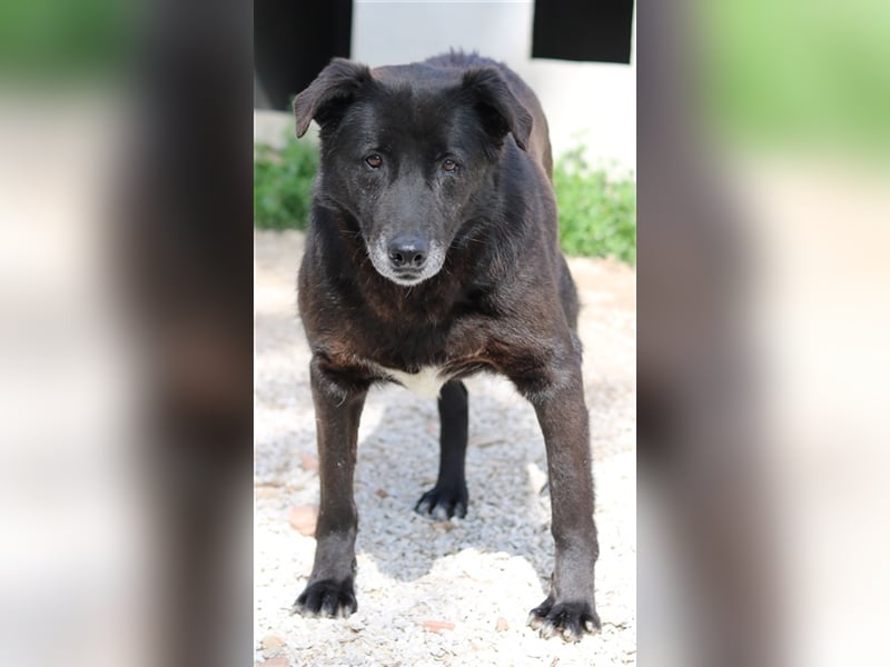 Kenzo, geb. 03/2014, lebt in GRIECHENLAND, im städt. Tierheim Serres