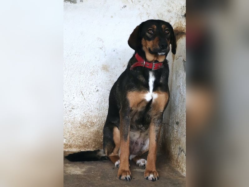 Zona, geb. ca. 11/2022, lebt in GRIECHENLAND, auf einer privaten Pflegestelle