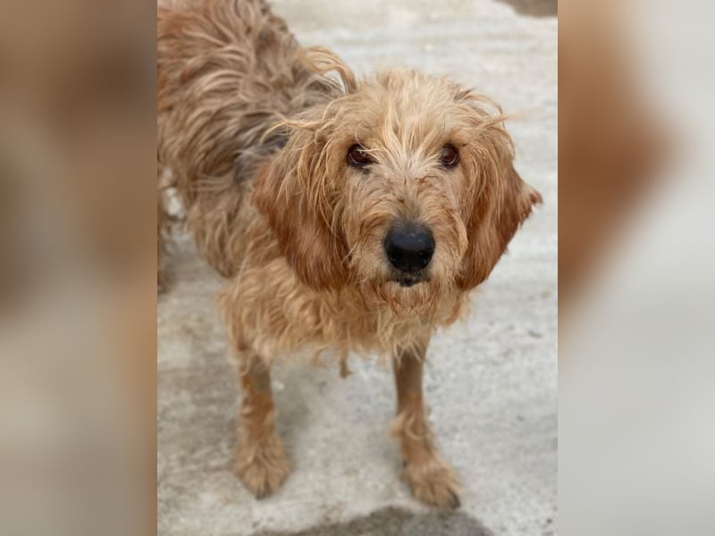 Carella, geb. ca. 10/2022, lebt in GRIECHENLAND, im städt. Tierheim Serres Carella, geb. ca. 10/2022, lebt in GRIECHENLAND, im städt. Tierheim Serres