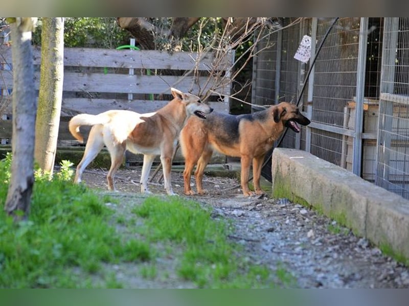 Saya - nach 7 Jahren jetzt eine tolle Verwandlung!