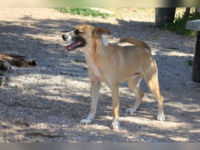Rocco - als Spielzeug angeschafft und schnell im Hinterhof an der Kette vergessen