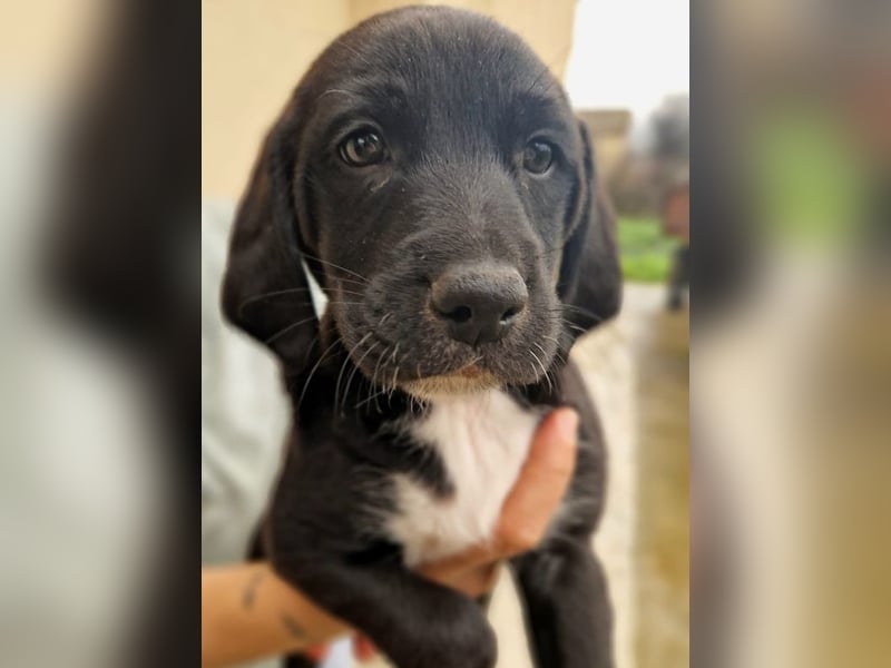 Felipe - kleiner Herzensbrecher