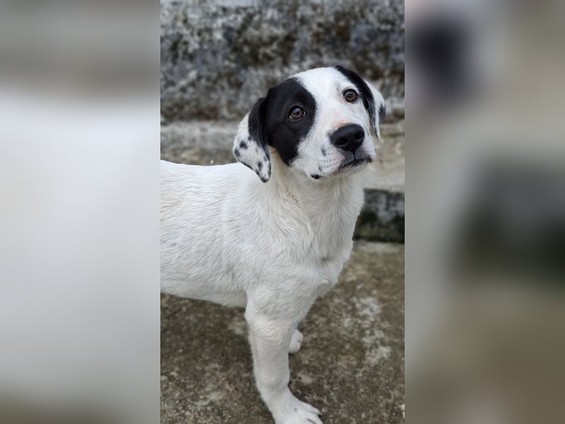 Boubou - wo darf ich einziehen?