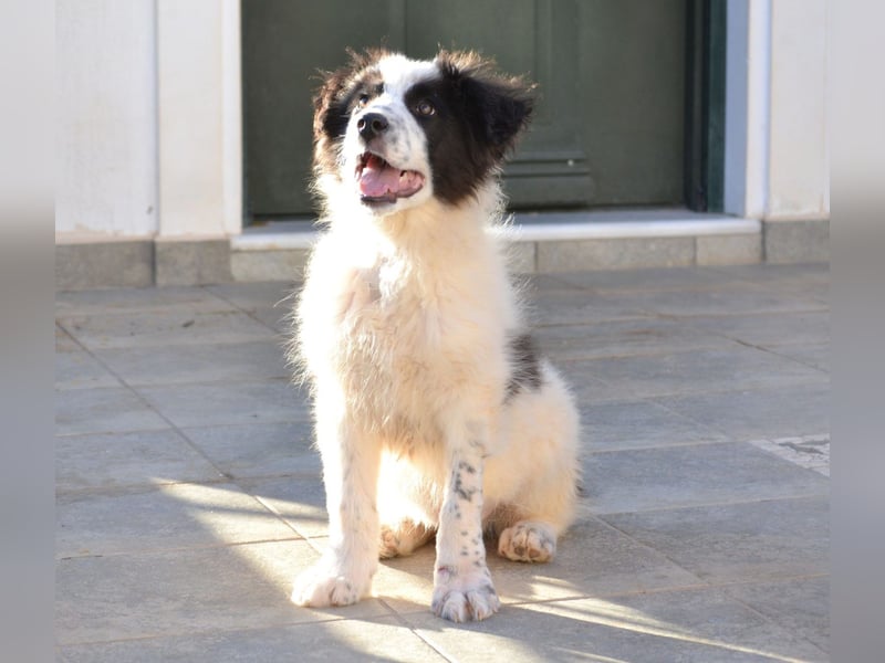 Ben - Spielen und Küsschen-Verteilen sind seine Lieblingsbeschäftigungen.