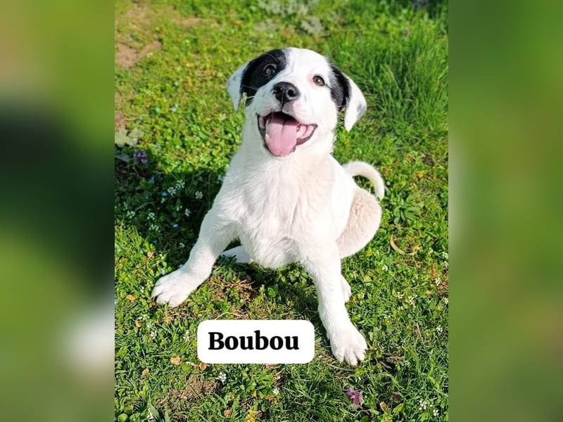 Boubou - wo darf ich einziehen?