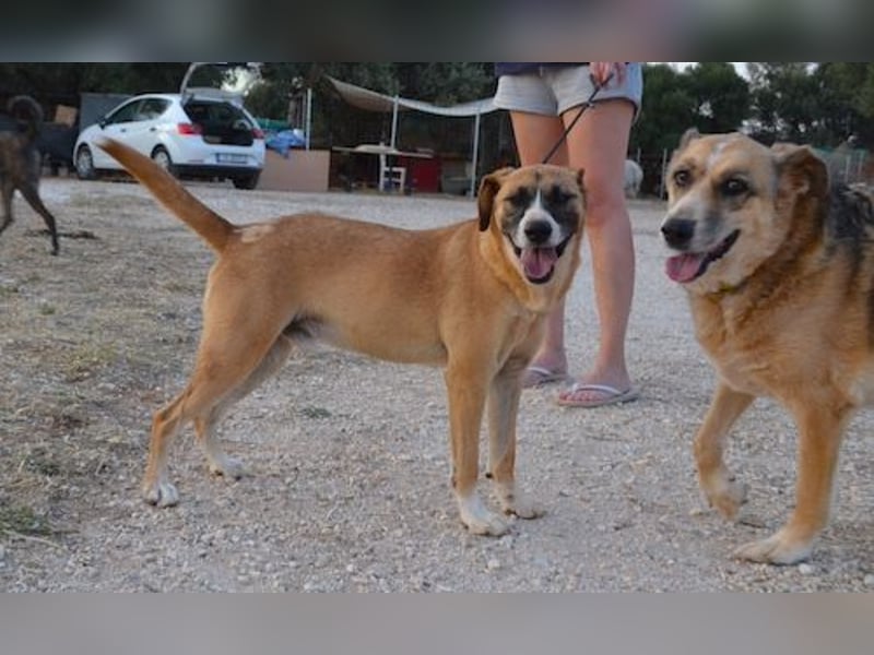 Rocco - als Spielzeug angeschafft und schnell im Hinterhof an der Kette vergessen
