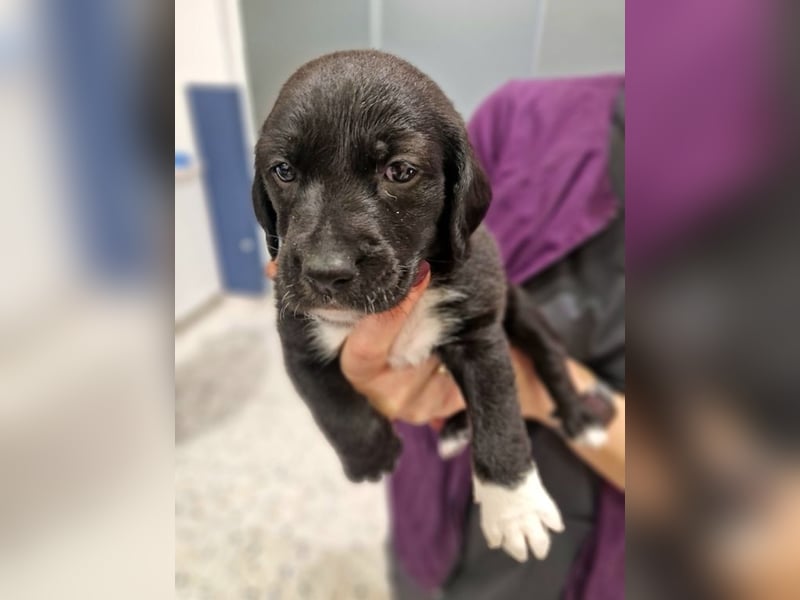 Felipe - kleiner Herzensbrecher