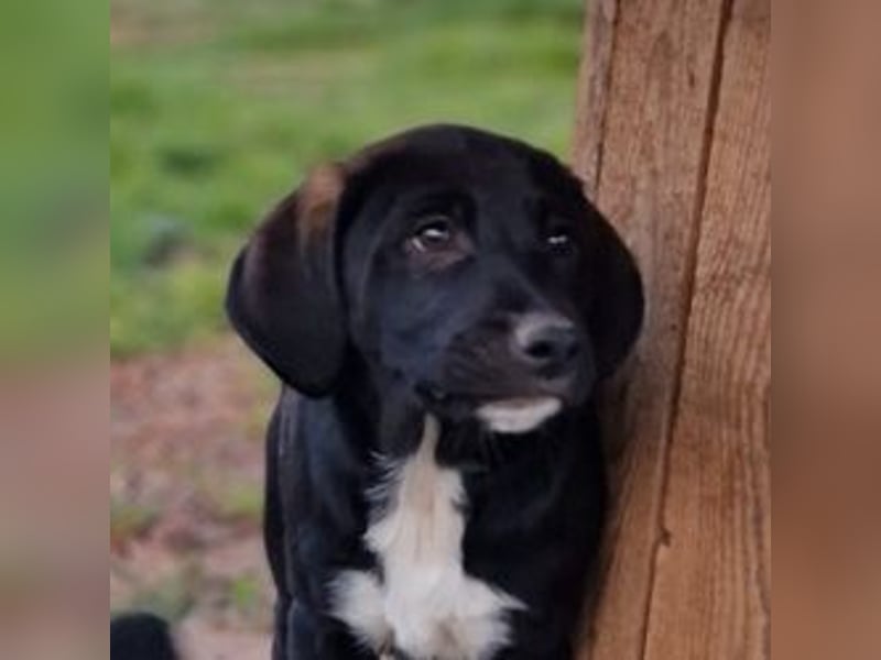 Felipe - kleiner Herzensbrecher