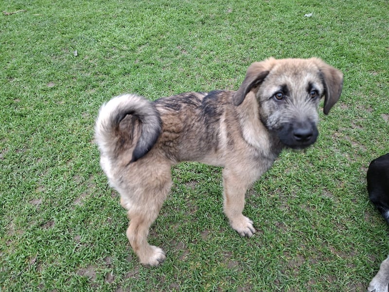 Zauberhafte Frohnatur Lias wartet bei Frankfurt a.M.