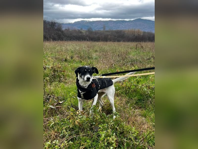 Lola K  - ein Hundemädchen zum verlieben