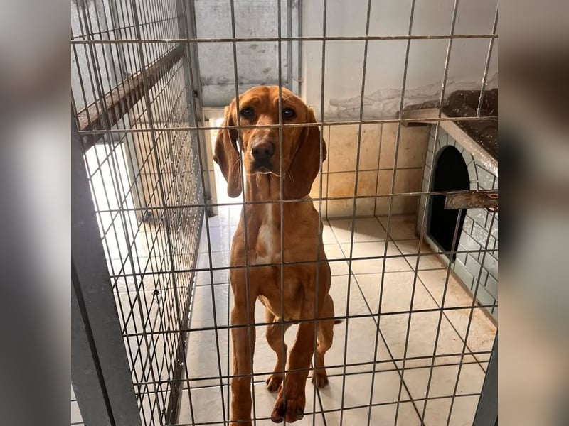 Velvet - liebevolle Laufhund-Mischlingshündin sucht ihr Glück