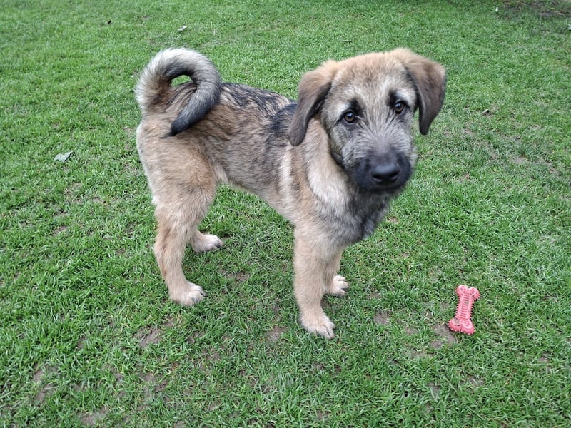 Zauberhafte Frohnatur Lias wartet bei Frankfurt a.M.