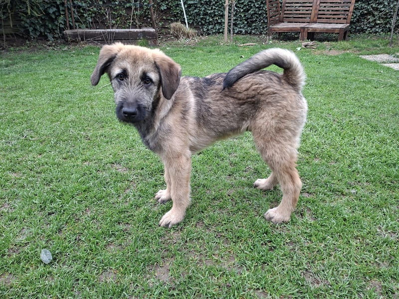 Zauberhafte Frohnatur Lias wartet bei Frankfurt a.M.