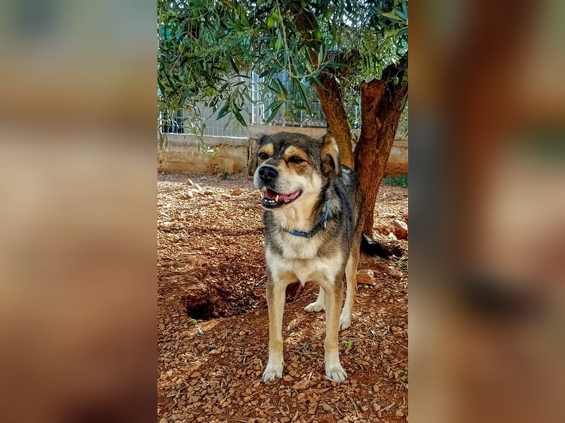 Bastian - Verschmust, verspielt, verliebt in Bälle