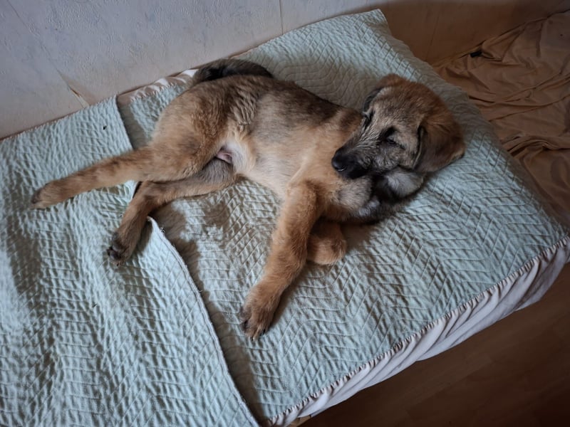 Zauberhafte Frohnatur Lias wartet bei Frankfurt a.M.