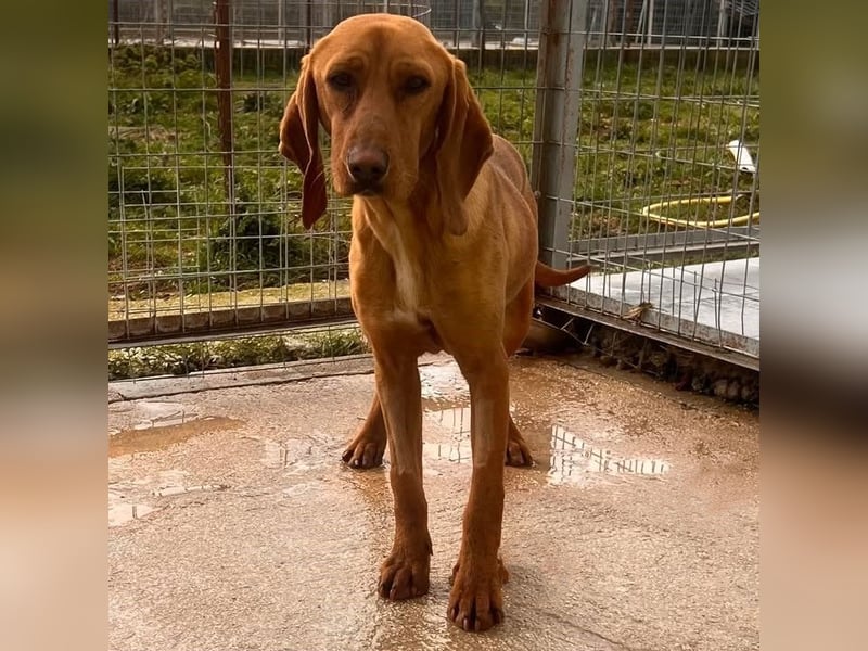 Velvet - liebevolle Laufhund-Mischlingshündin sucht ihr Glück