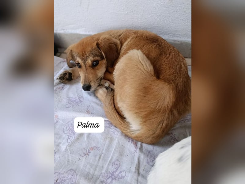 Palma - zu wem darf ich gehören?