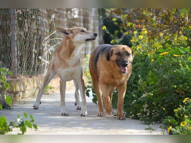 Saya - nach 7 Jahren jetzt eine tolle Verwandlung!