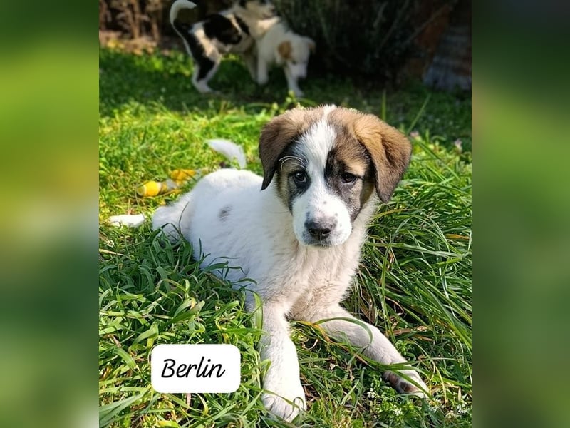 Berlin - möchte die Welt erobern! Mit Ihnen?