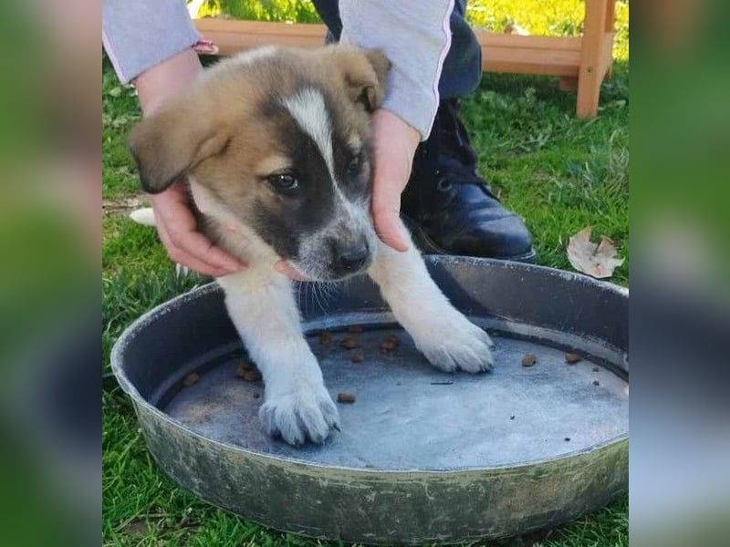 Kylia - eines von elf kleinen „bunten“, fröhlichen Fellbällchen
