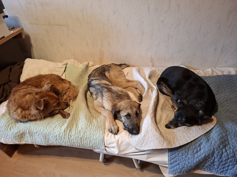 Zauberhafte Frohnatur Lias wartet bei Frankfurt a.M.