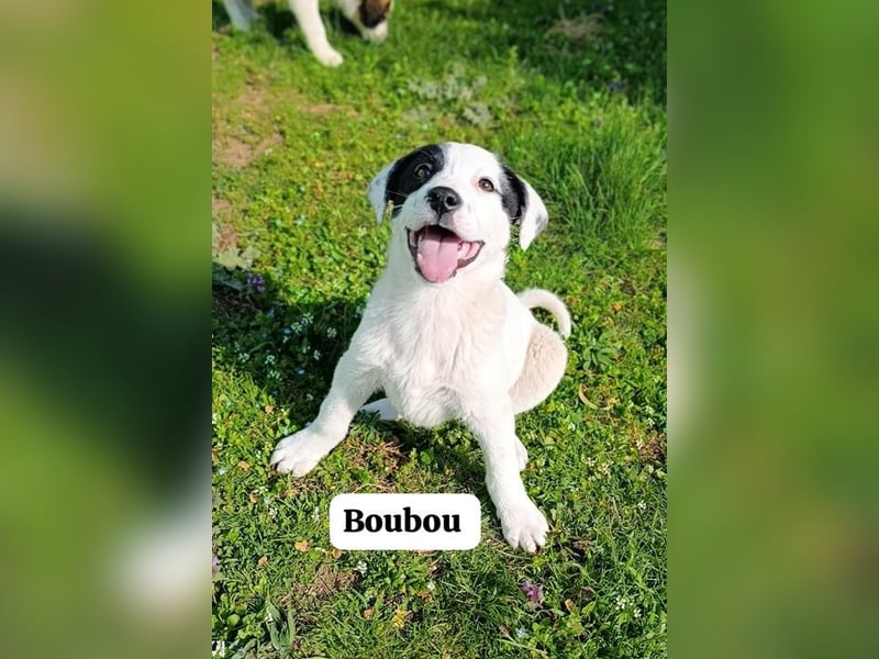 Boubou - wo darf ich einziehen?