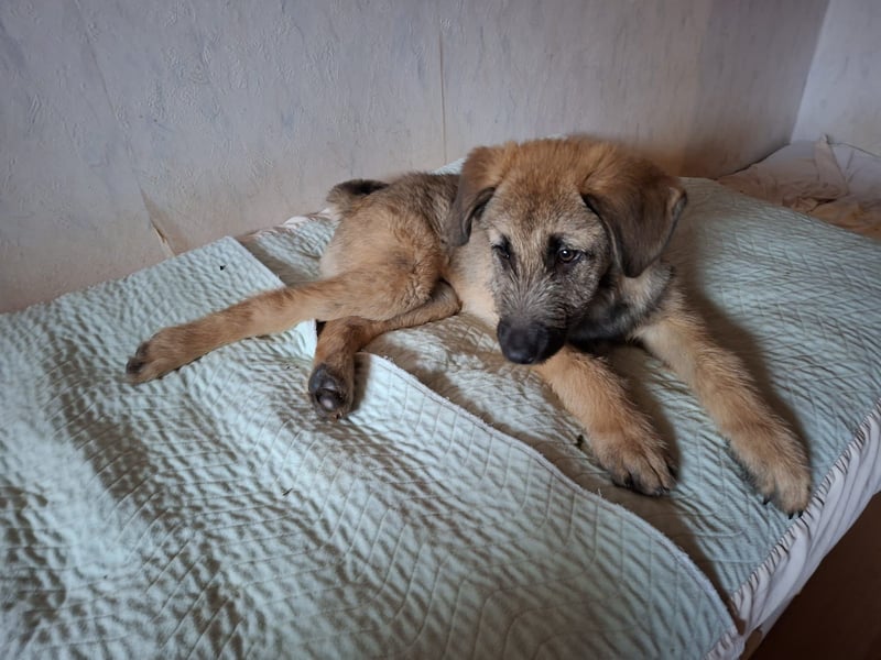 Zauberhafte Frohnatur Lias wartet bei Frankfurt a.M.