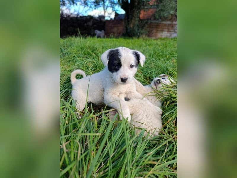 Boubou - wo darf ich einziehen?