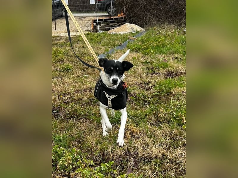 Lola K  - ein Hundemädchen zum verlieben
