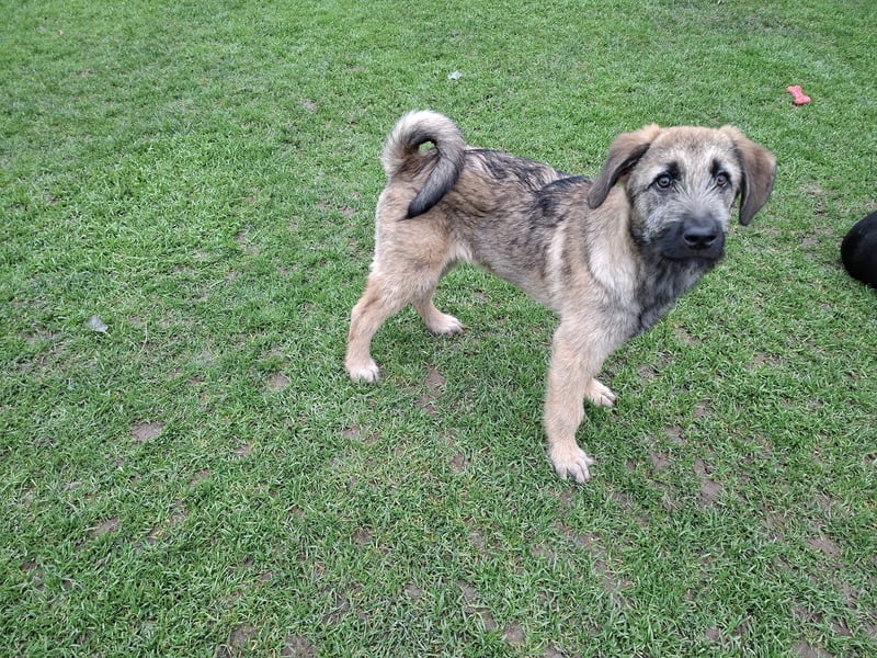 Zauberhafte Frohnatur Lias wartet bei Frankfurt a.M.