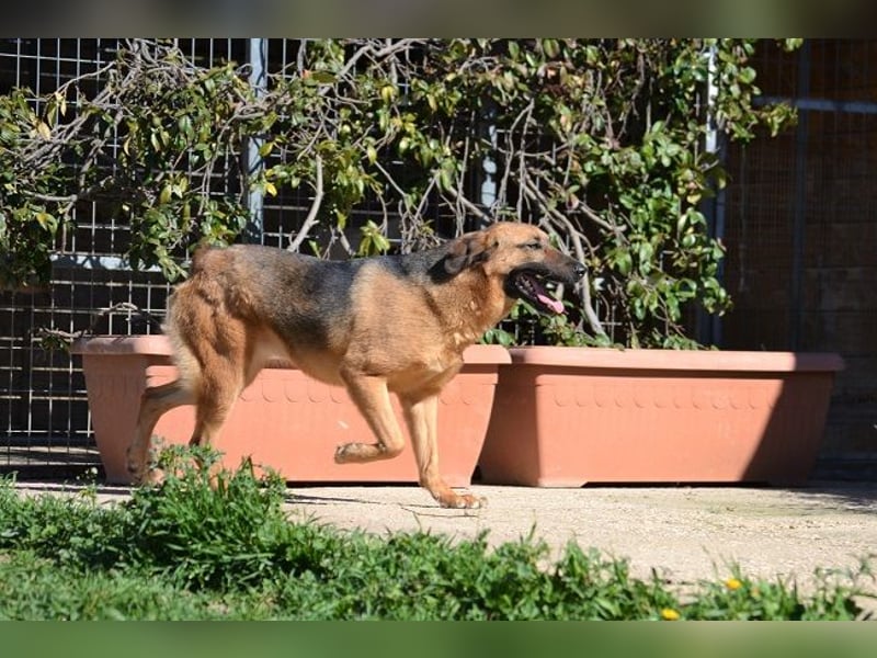 Saya - nach 7 Jahren jetzt eine tolle Verwandlung!