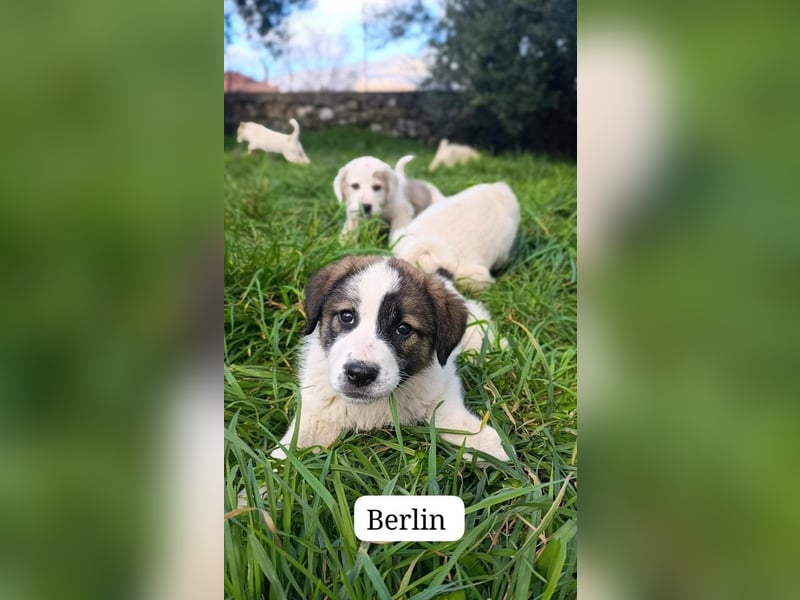 Berlin - möchte die Welt erobern! Mit Ihnen?