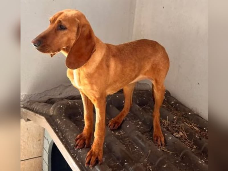 Velvet - liebevolle Laufhund-Mischlingshündin sucht ihr Glück