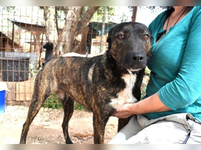 Electra - unentdeckte Traumhündin für aktive Menschen