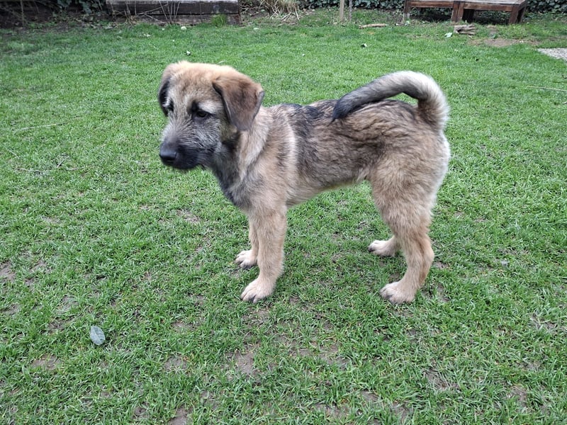 Zauberhafte Frohnatur Lias wartet bei Frankfurt a.M.