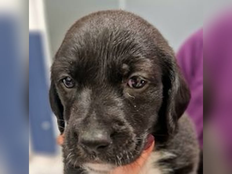 Felipe - kleiner Herzensbrecher