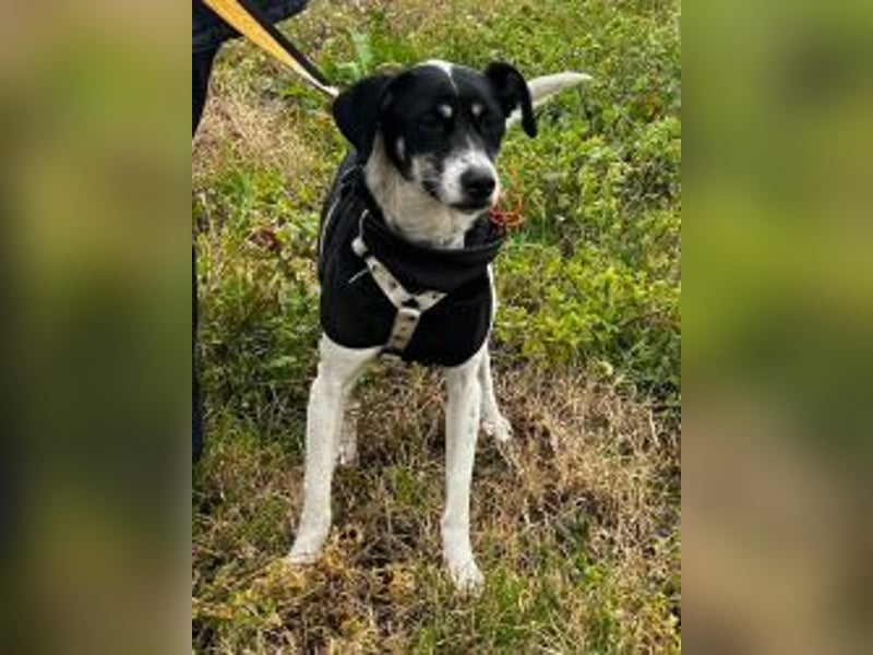 Lola K  - ein Hundemädchen zum verlieben