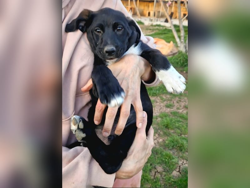 Felipe - kleiner Herzensbrecher