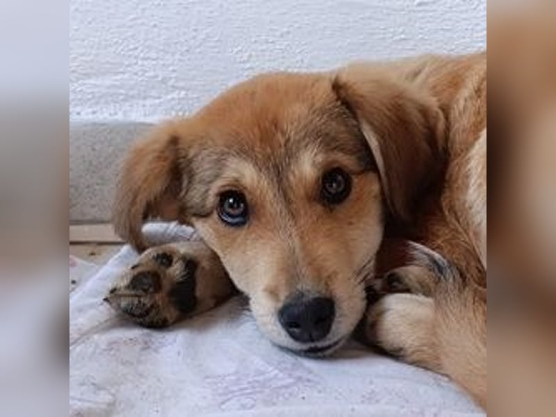 Palma - zu wem darf ich gehören?