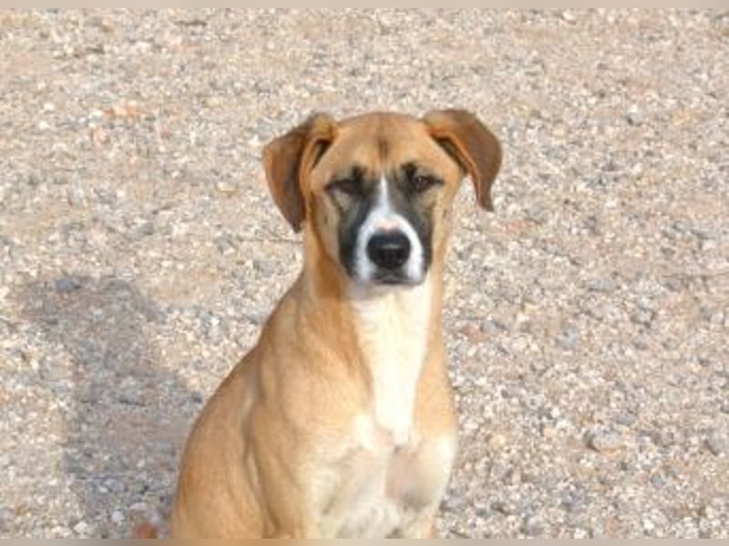 Rocco - als Spielzeug angeschafft und schnell im Hinterhof an der Kette vergessen