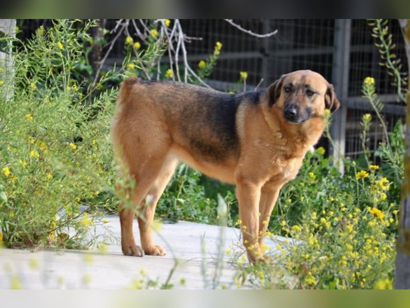 Saya - nach 7 Jahren jetzt eine tolle Verwandlung!