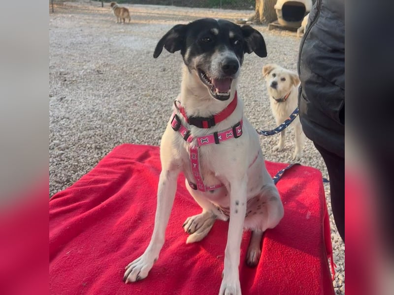 Lola K  - ein Hundemädchen zum verlieben