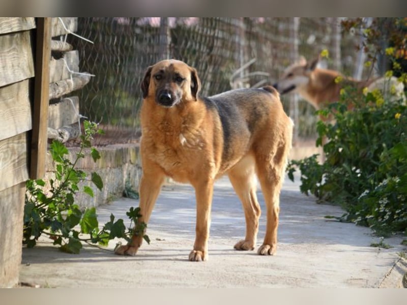 Saya - nach 7 Jahren jetzt eine tolle Verwandlung!