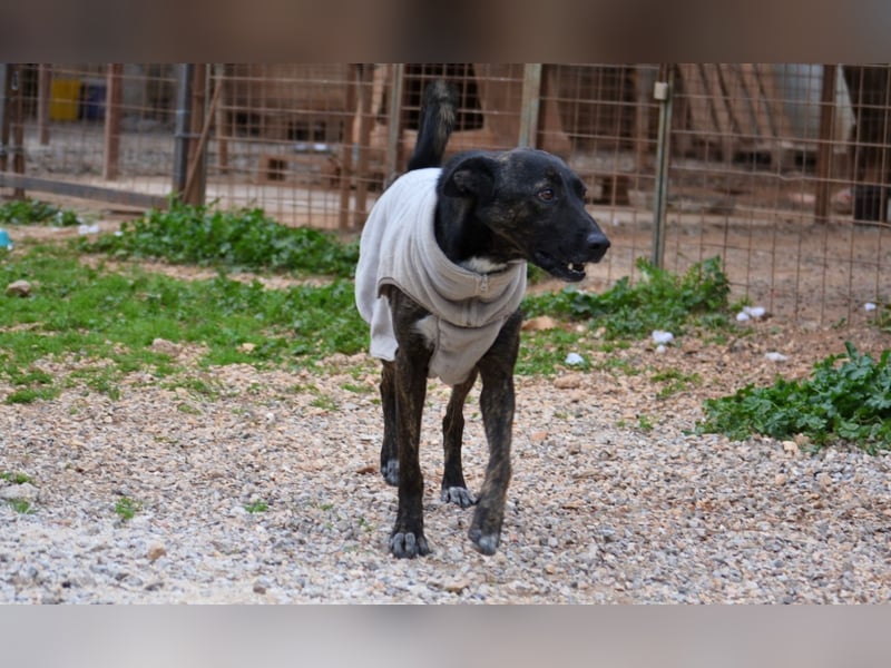 Electra - unentdeckte Traumhündin für aktive Menschen