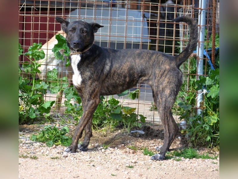 Electra - unentdeckte Traumhündin für aktive Menschen